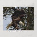 Search for eagle in flight postcards Bald