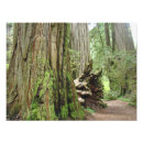 Search for christmas tree posters Brown