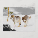 Search for timber wolf postcards Snow