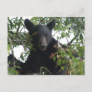 Search for cub postcards Cades cove