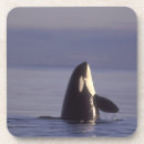 Search for killer coasters Wildlife