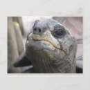 Search for tortoises postcards Photography