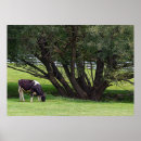 Search for cow painting posters Grass