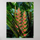 Search for heliconia posters Botanical