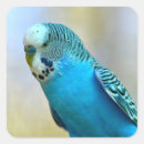 Search for budgerigar stickers Budgie