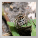 Search for jumper posters Nature