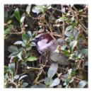 Search for sparrows Pretty