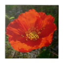 Search for red poppy tiles Wildflower