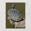 Search for turtle painting postcards Animal