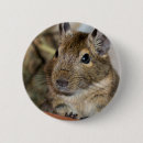 Search for cute squirrel badges Photograph