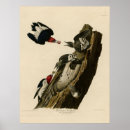 Search for audubon birds posters Vintage