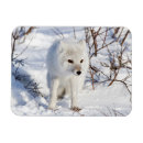 Search for arctic fox cards Canada