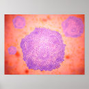 Search for physiology posters Magnification