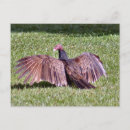 Search for vulture postcards Scavengers