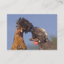 Search for polish chicken Chickens