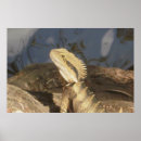 Search for herp posters Dragon