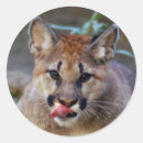Search for puma the animal stickers Wild