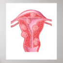 Search for female anatomy posters Internal organs