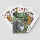 Search for grey squirrel Fox