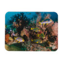 Search for aquatic magnets Coral reef