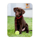 Search for tennis ball magnets Labrador retriever