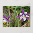 Search for columbine flowers postcards Photography