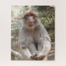 Search for monkey puzzles Cute