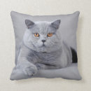 Search for british shorthair cushions Kitten