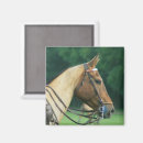 Search for horseback magnets Sports