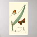 Search for flutter posters Butterflies