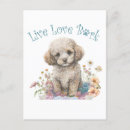 Search for poodle postcards Puppy