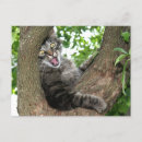 Search for cat tree postcards Kitty