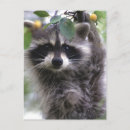 Search for racoon postcards Photograph