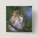 Search for perching badges Owl