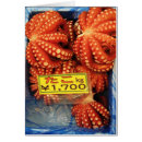 Search for octopuses cards Sea creatures