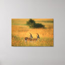 Search for antelopes canvas prints Gazelle