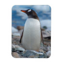 Search for antarctica magnets Blue