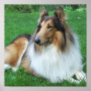 Search for collie posters Sheepdog