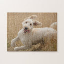 Search for goldendoodle puzzles Mix breed