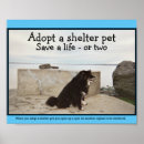 Search for pet adoption posters Cat