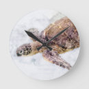 Search for sea turtle clocks Hawaii