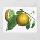 Search for thankyou postcards Vintage