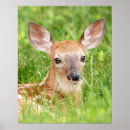 Search for fawn posters Nature