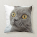 Search for british shorthair cushions Cat