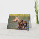 Search for feeding cards Wildlife
