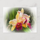 Search for cattleya orchid postcards Orchids