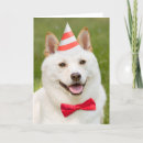 Search for shiba inu cards Cute