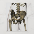 Search for human bones postcards Skeletal system