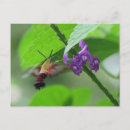 Search for moths postcards Animals