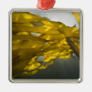 Search for islands christmas tree decorations United states